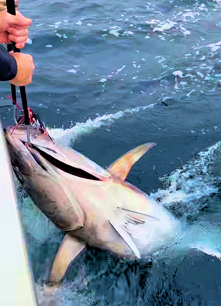 Giant tuna being gaffed and hoisted over the gunnel of a charter boat.