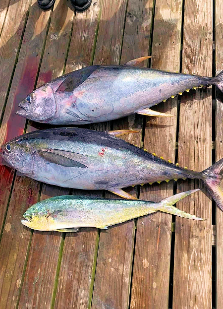 Two tuna and a mahi was this day's Oregon Inlet catch.
